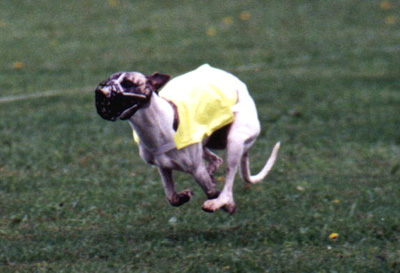 Despina's Best In Field Run