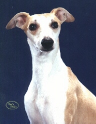 CAN/UKC CH. Jama's Galactic Smuggler, SC